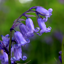 Pembrokeshire bluebell